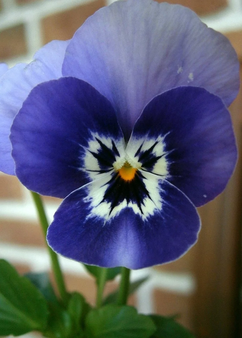 stiefmütterchen blau frühlingsblumen