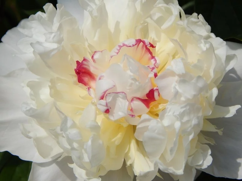 weisse pfingstrose frühlingsblume