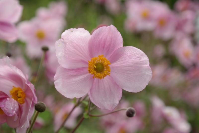 windröschen anemone pink