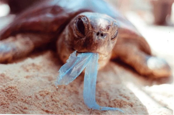 The Ocean Cleanup plastikmüll im meer schildkröte plastik