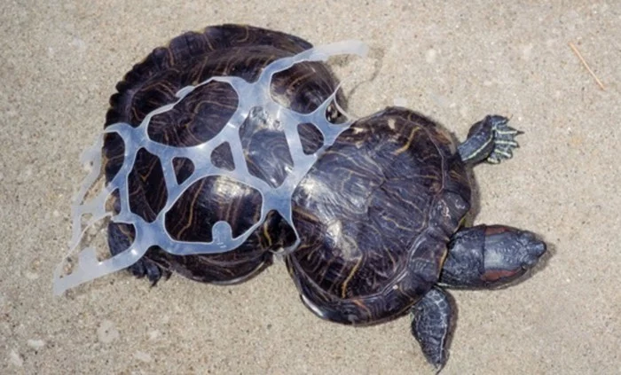 The Ocean Cleanup plastikmüll im meer schildkröte plastik verwachsen
