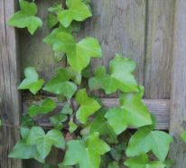 Efeu – die immergrüne Heilpflanze für gesunde Atemwege