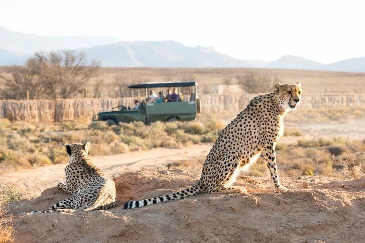 Cheetahs spotted on a game drive