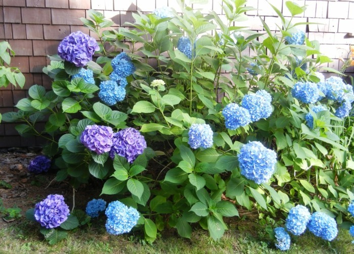 gartenpflanzen blaue hortensie im garten züchten