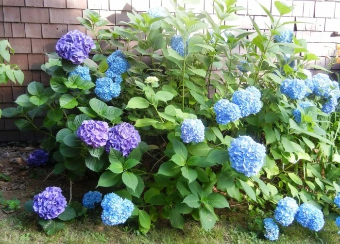 gartenpflanzen blaue hortensie im garten züchten