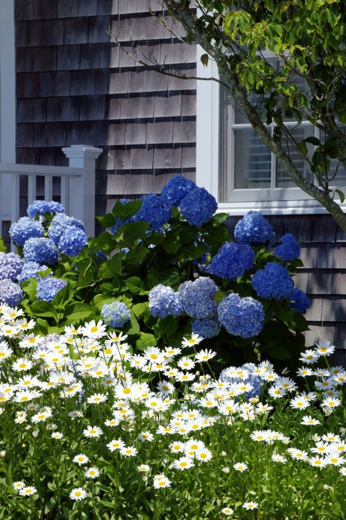 gartenpflanzen blaue hortensie und weiße gänseblümchen