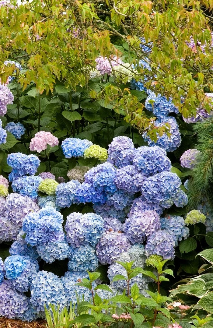gartenpflanzen blaue und hellrosa hortensien