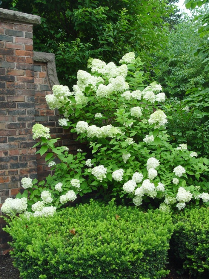 gartenpflanzen hortensie in weiß verschönert den außenbereich