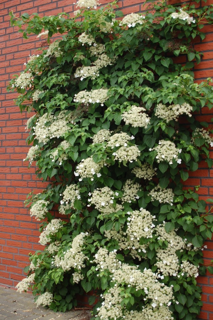 gartenpflanzen kletterhortensie in weiß verziert den gartenzaun
