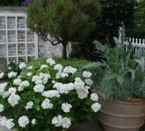 Geranien – andauernde Schönheit für Garten und Balkon