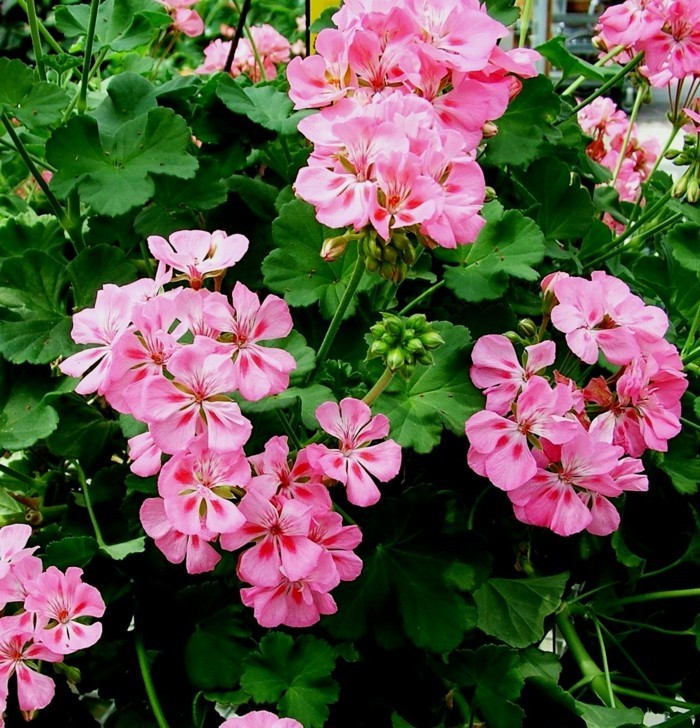 geranien in rosa schöne gartenpflanzen