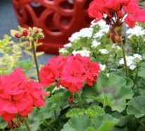 Geranien – andauernde Schönheit für Garten und Balkon