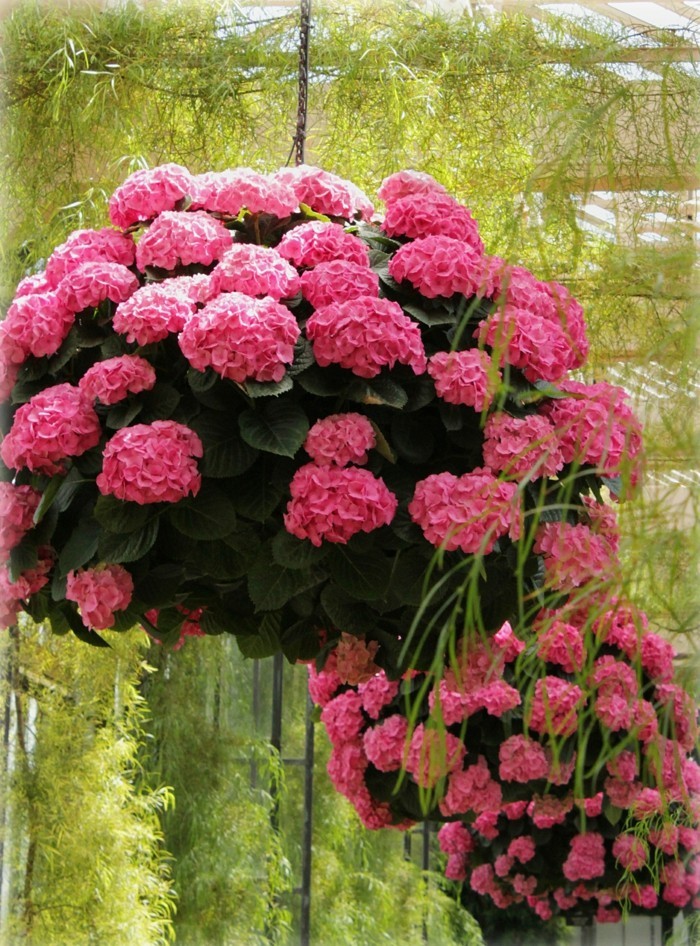 hortensien als kübelpflanze dekorieren balkon und terrasse