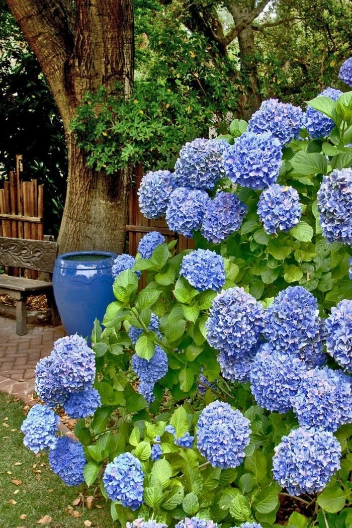 hortensien in blau machen einen wunderschönen eindruck