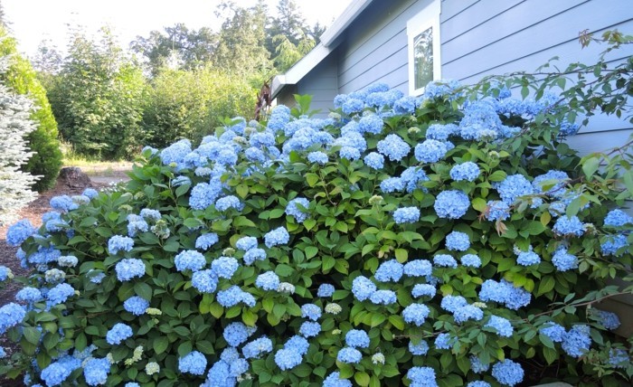 hortensien in blau sträucher verschönern den außenbereich