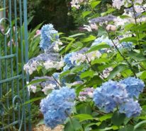 Blau gefärbte Hortensien? Wie geht das?