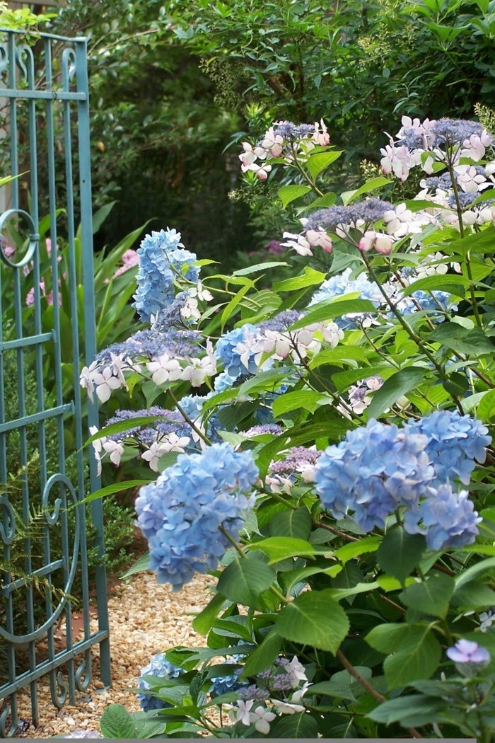 hortensien in blau verleihen dem außenbereich einen schönen look
