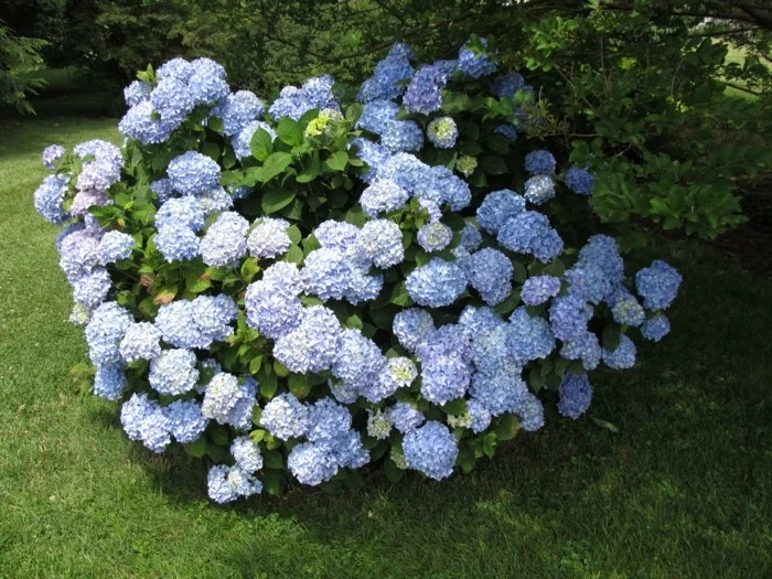 hortensien in hellblau fesseln den blick im garten im sommer