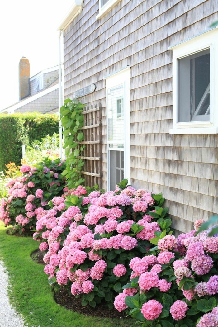 hortensien in rosa verschönern den außenbereich