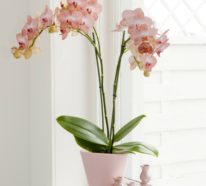 Orchidee – Pflegehinweise und nützliche Infos über die Königin der  Zimmerpflanzen