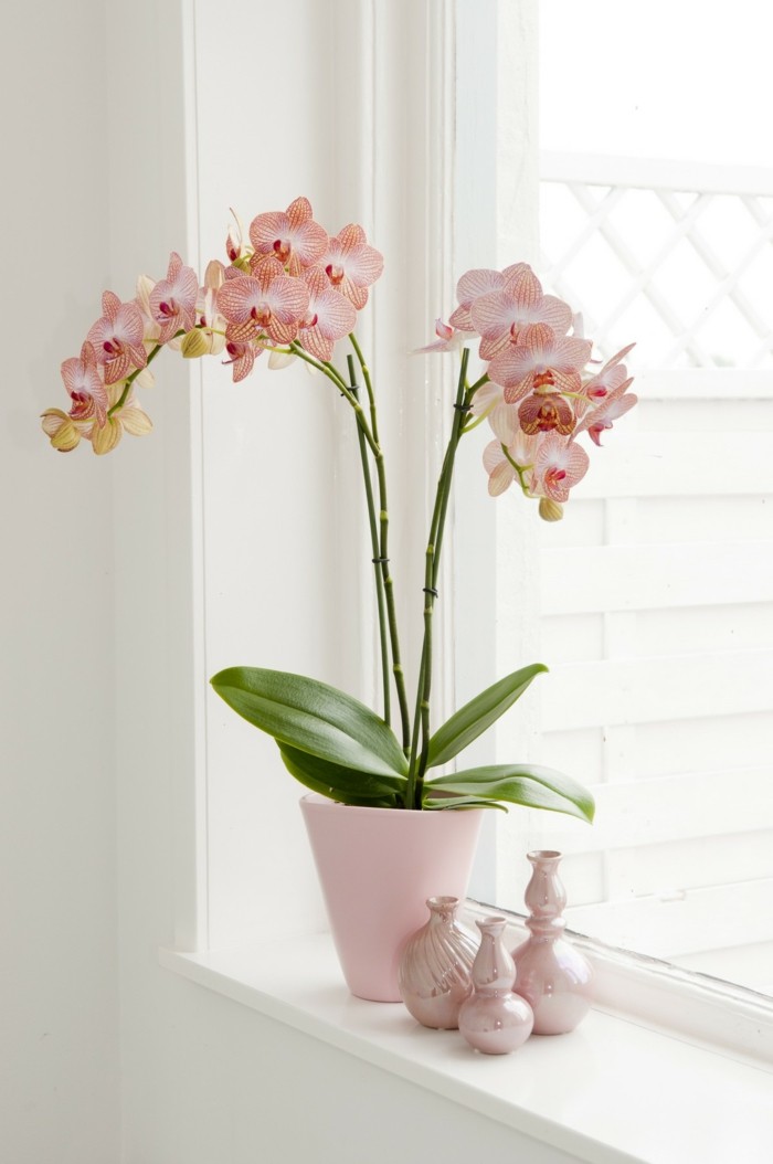 orchidee als deko für die fensterbank
