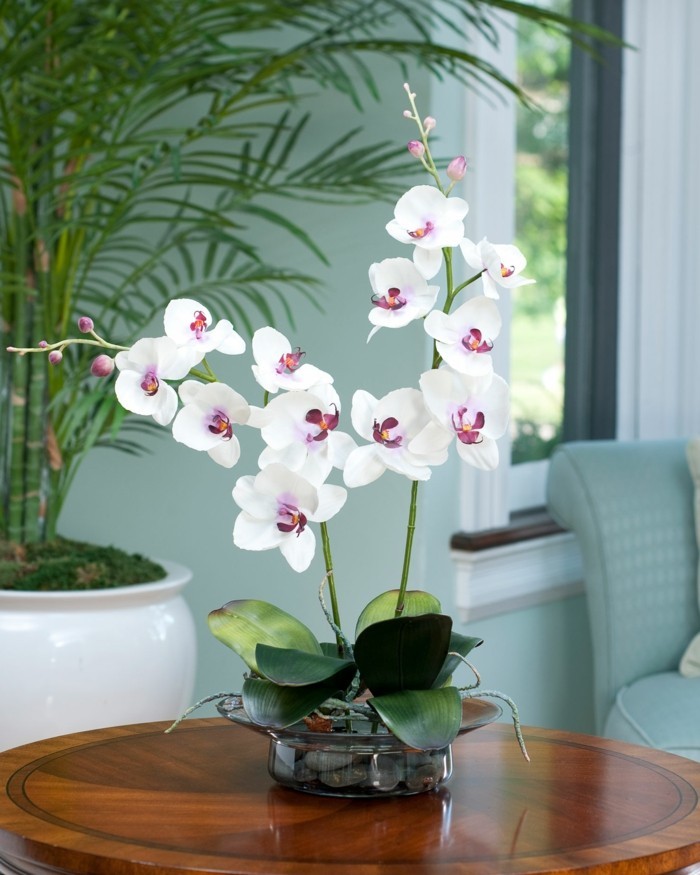 orchidee als deko im wohnzimmer und im büro