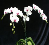 Orchidee – Pflegehinweise und nützliche Infos über die Königin der  Zimmerpflanzen