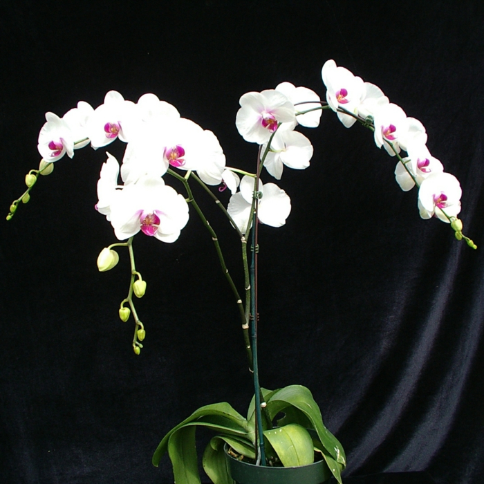 orchidee arten Phalaenopsis als zimmerpflanze
