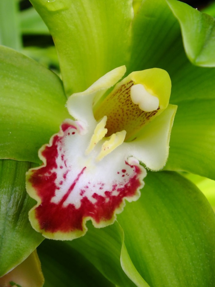 orchidee arten wunderliche blüten