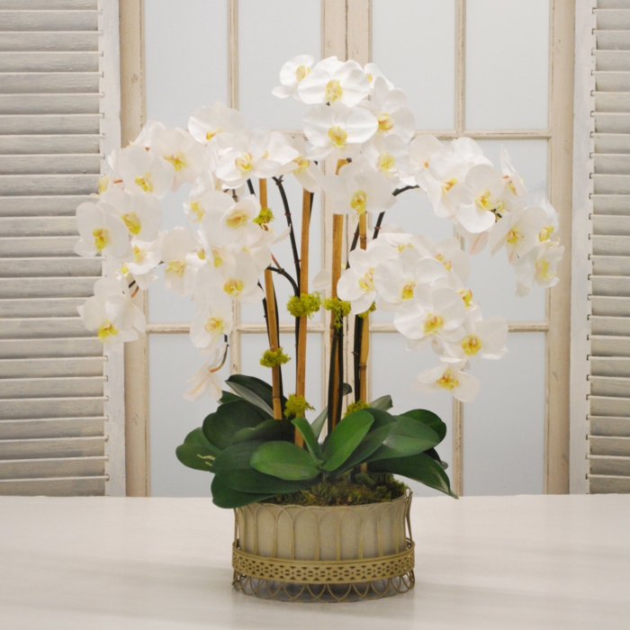 orchidee im blumentopf ist eine tolle dekoration für das wohnzimmer