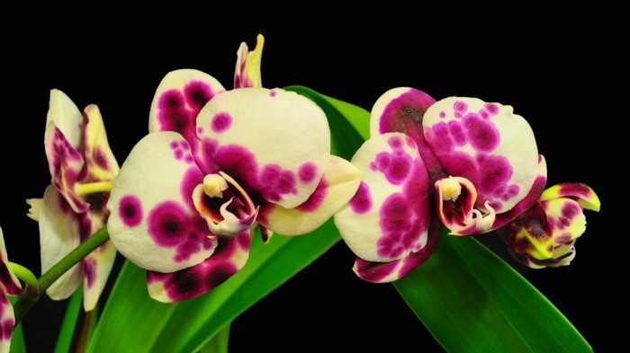 orchidee in ausgefallener färbung