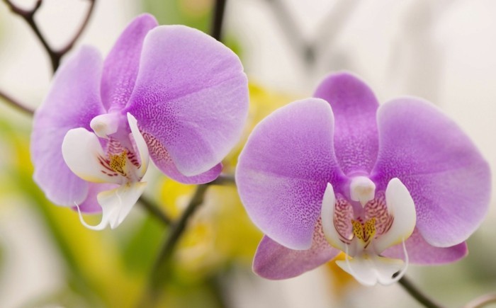 orchidee in wunderschöner lilanuance