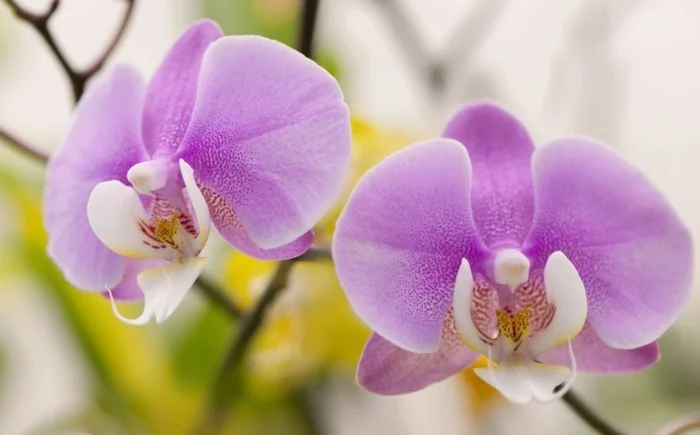 orchidee in wunderschöner lilanuance