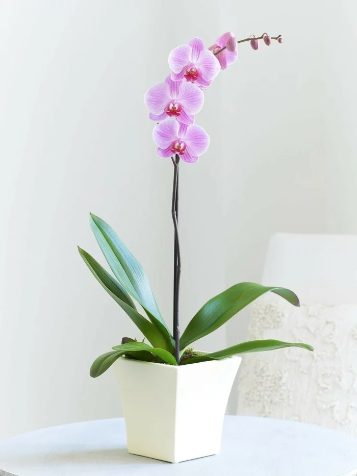 orchidee mit lila blüte scöne zimmerpflanzen