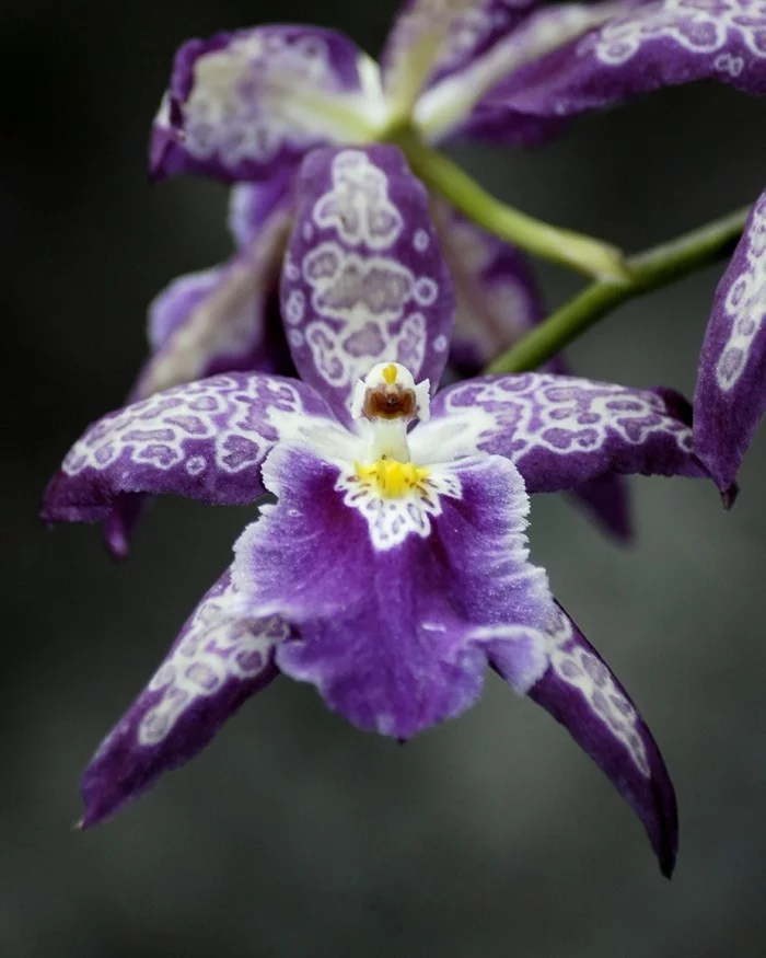 orchidee mit wunderschönen blüten in lila und weiß