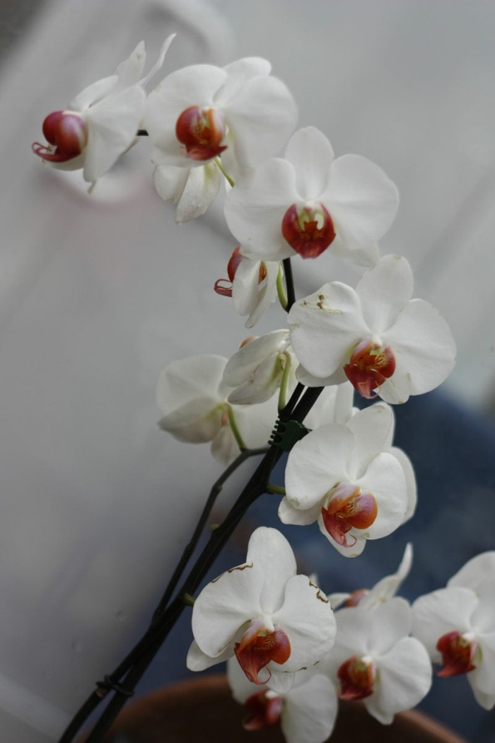 orchidee phalaenopsis orchid mit weißen blüten