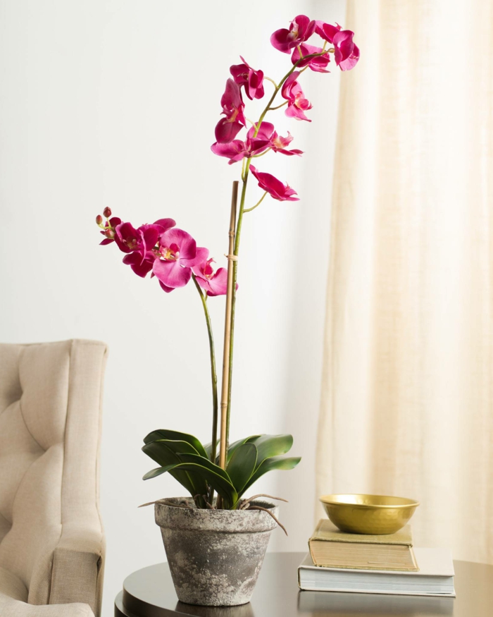 orchidee zu hause züchten Phalaenopsis