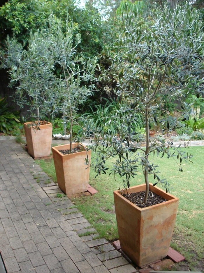 solitärpflanzen olivenbaum in kübel schmückt den garten
