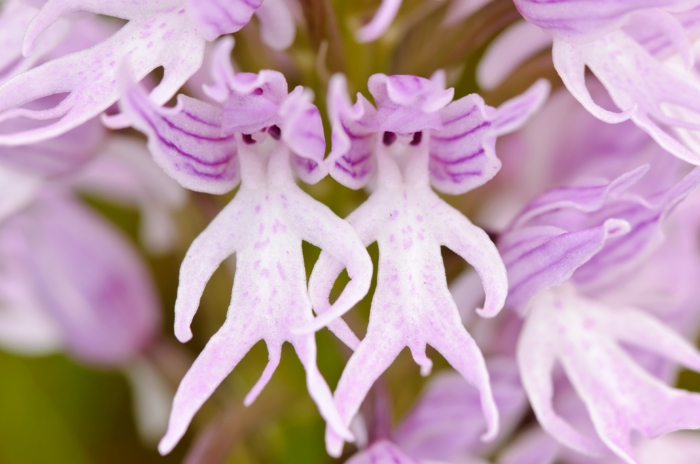 zimmerpflanzen ausgefallene orchideen schmücken das zuhause
