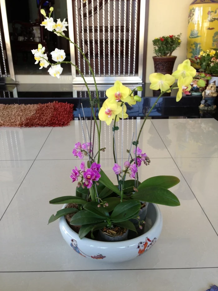 zimmerpflanzen die orchideen zusammen ordnen