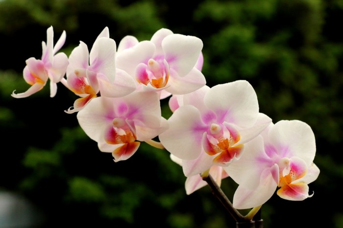 zimmerpflanzen orchidee mit vielen blüten in sanften farbtönen