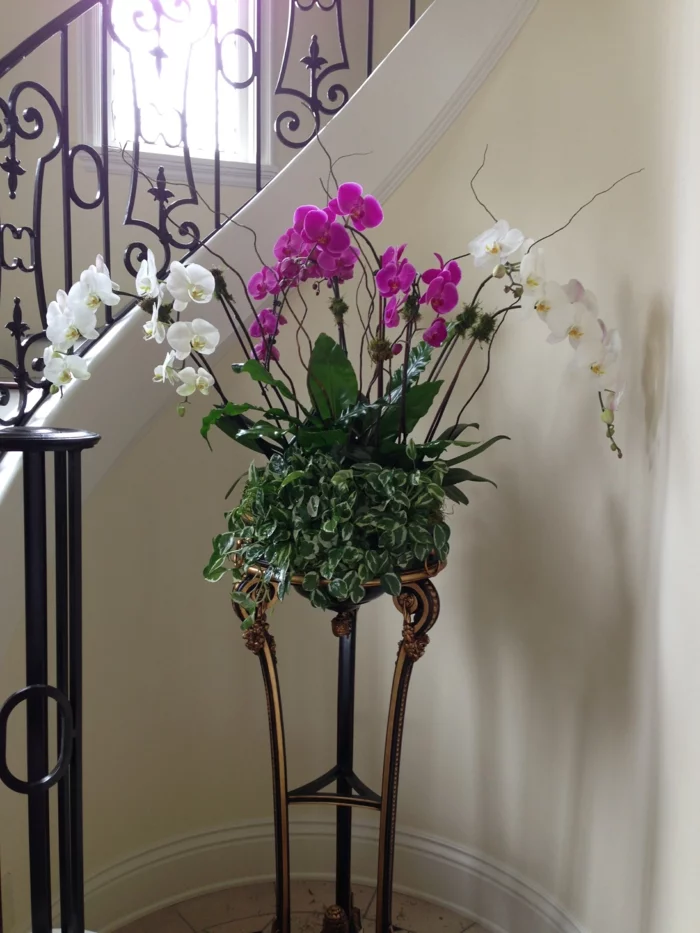 zimmerpflanzen orchideen im flur