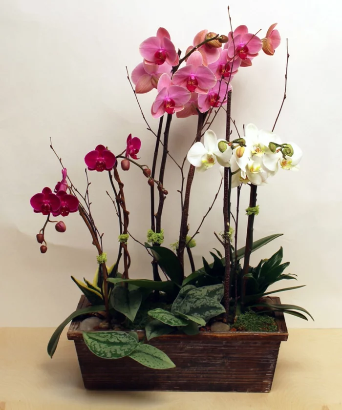 zimmerpflanzen orchideen in rot