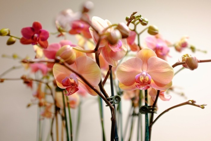 zimmerpflanzen orchideen in wunderschönen orange nuancen