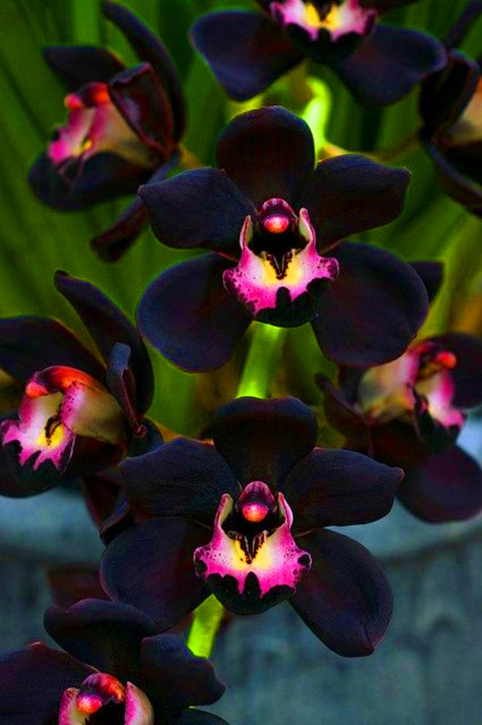 zimmerpflanzen wunderschöne orchidee in schwarz