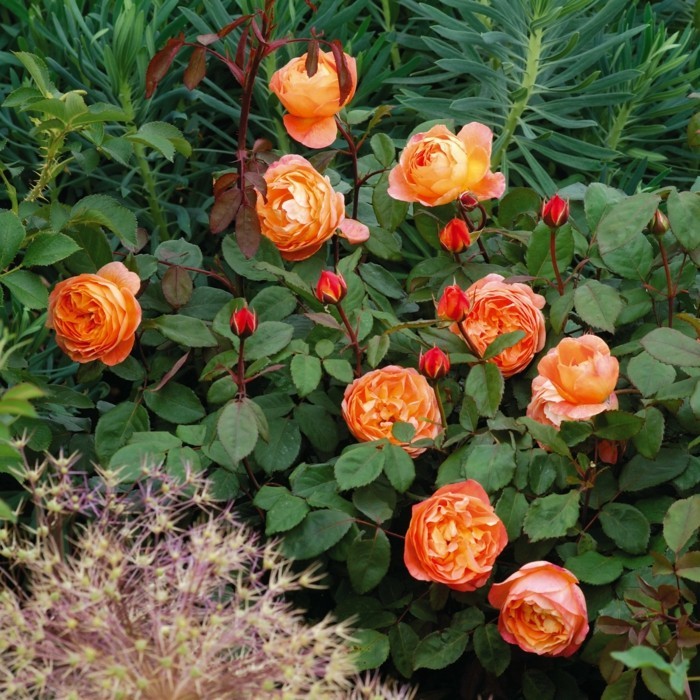 Englische Rosen: Verleihen Sie Ihrem Garten königliche Pracht