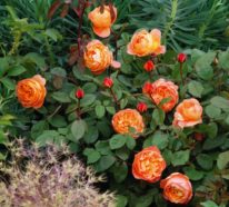 Englische Rosen: Verleihen Sie Ihrem Garten königliche Pracht