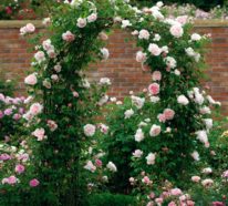Englische Rosen: Verleihen Sie Ihrem Garten königliche Pracht