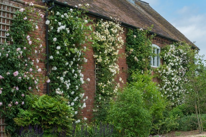 Englische Rosen: Verleihen Sie Ihrem Garten königliche Pracht