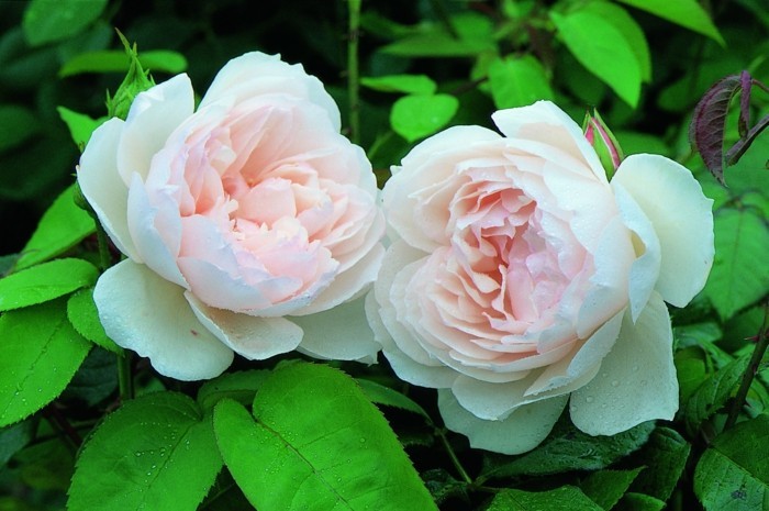 The Generous Gardener rose blüte